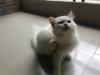 Traditional, Persian Mail cat